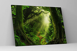 Obraz Chodník v džungli 1442